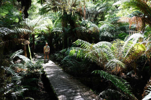 Great Otway National Park