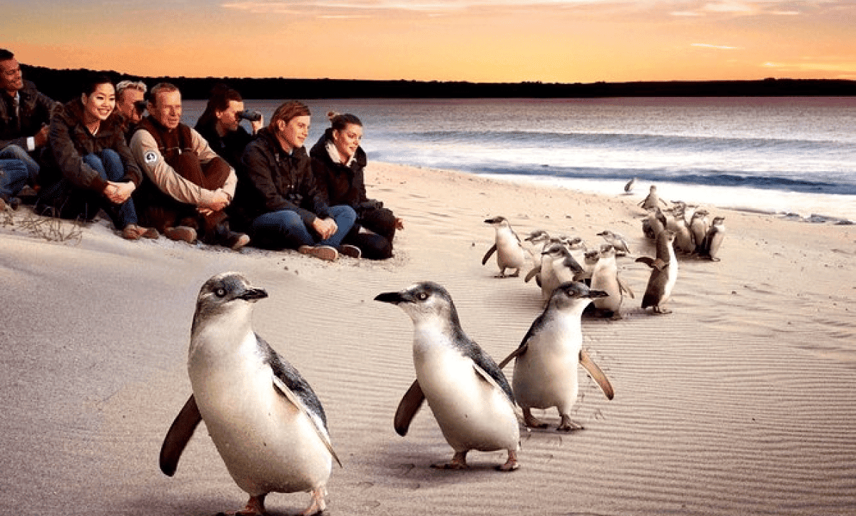 Phillip Island Penguin Parade and Wildlife Fun Tour