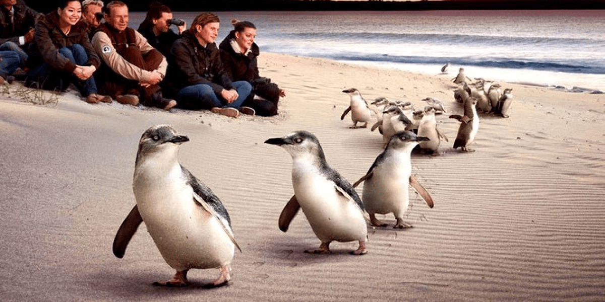 Private Phillip Island Penguin Parade and Wildlife Fun Tour