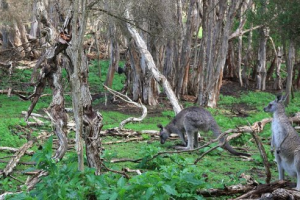 Phillip Island Wildlife